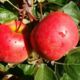 Яблоня Ред Фри оптом