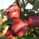 Яблоня Ред Чиф оптом