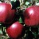 Яблоня Ред Джонапринц (Чёрный принц) оптом