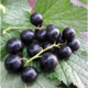 Саженцы черной смородины Бен Финлей оптом