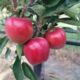 Яблоня Гала Девил оптом